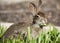 Closeup of cute cottontail bunny rabbit eating grass