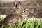 Closeup of cute cottontail bunny rabbit in the garden.