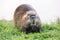 A closeup of a cute coypu near the pond in the evening