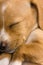 Closeup of a cute dachshund puppy sleeping