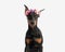 closeup of cute doberman pinscher wearing flowers headband