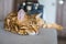 Closeup of a cute domestic Bengal cat sleeping on a sofa with a blurry background