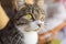 Closeup of cute domestic house cat felis catus relaxing indoor at home sitting on table.