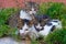 Closeup of cute domestic kittens sleeping in a garden