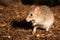 Closeup of a cute eastern bettong