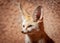 Closeup of Cute Fennec Fox