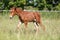 Closeup of a cute filly on meadow summertime