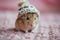closeup cute fluffy domestic hamster in a warm knitted hat on a soft pink background