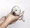 Closeup of cute fluffy newborn golden retriever puppy holding in hands