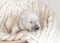 Closeup of cute fluffy newborn golden retriever puppy sleeping