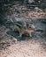 Closeup of a cute furry Colorado chipmunk in the natural habitat, a vertical shot
