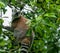 Closeup of a cute furry lemur, Lemuroidea primate through the green foliage that has climbed a tree