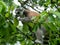 Closeup of a cute furry lemur, Lemuroidea primate trying to bite a tree foliage while on the tree