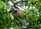 Closeup of a cute furry lemur, Lemuroidea primate trying to bite a tree foliage while on the tree