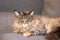 Closeup of the cute, furry Maine coon cat & x28;Felis catus& x29; lying on the sofa with closed eyes