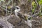 Closeup of a cute Galapagos mockingbird on the blurred background