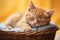 closeup cute ginger little cat sleeping on a wicker basket on a yellow blurred background