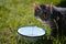 Closeup of a cute gray tabby cat guarding a water bowl