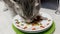 Closeup of a Cute Gray Tabby Kitten Eating Wet Food, Head Shot Delight