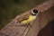 Closeup of a cute great kiskadee with a chubby yellow belly looking ahead curiously