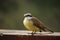 Closeup of a cute great kiskadee with a chubby yellow belly looking up curiously