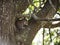 Closeup of cute grey squirrel eating peanut, sitting on a tree branch.