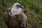 Closeup of a cute Griffon Vulture