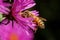 Closeup of a cute honey bee pollinating a beautiful purple flower