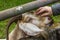 Closeup of a cute horned goat