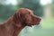 Closeup of a cute hound dog on a blurred background