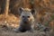 Closeup of a cute Hyena Pup sitting on the ground in Kruger National Park in South Africa