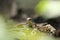 Closeup of cute Iberian Wall Lizard, or Podarcis hispanica, looking at camera. Found in Paiva Walkways, Portugal