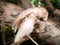 CLoseup cute image of two white cockatoo parrots cleaning each other feathers in aviary