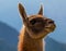 Closeup of a cute inquisitive Llama standing