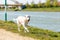 Closeup of a cute Labrador holding a toy and walking on the shore of a canal