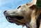 Closeup Cute labrador retriever old dog in sky landscape