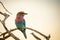 Closeup of a cute Lilac-breasted roller on a branch