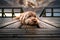 Closeup of a cute little Goldendoodle lying facefirst on wooden planks under a cloudy sky