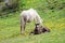 Closeup of a cute little sleeping  foal with her mother