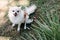 Closeup cute little smiling chihuahua dog in the garden on grass under palm tree is resting on hot sunny summer day