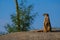 Closeup of a cute meerkat standing on the ground with an attentive glance