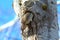 Closeup of a cute Northern Flicker on a tree in a forest