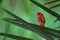 Closeup of a cute Northern red bishop on a green leaf