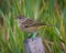 Closeup of a cute Palm Warbler on a wood in a forest