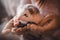 Closeup of cute pet ferret resting in hands of owner