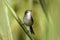 Closeup of a cute plain wren-warbler perched on a plant