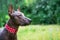 Closeup cute portrait One Mexican hairless dog xoloitzcuintle, Xolo in a red collar on a background of green grass and trees in