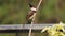 Closeup of a cute red-whiskered bulbul perched on a plant branch