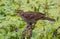 Closeup of a cute redwing bird standing on a branch of a tree