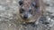 Closeup of a cute rock hyrax